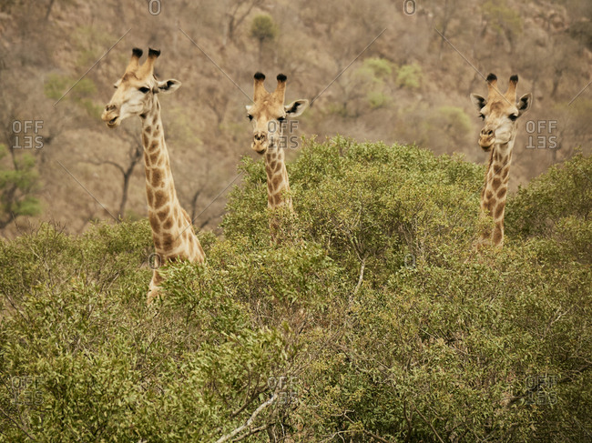 Portrait of three giraffes- Kruger National Park- Mpumalanga- South Africa