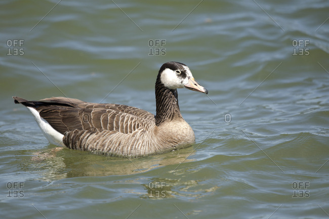 canada goose 0 finance visa