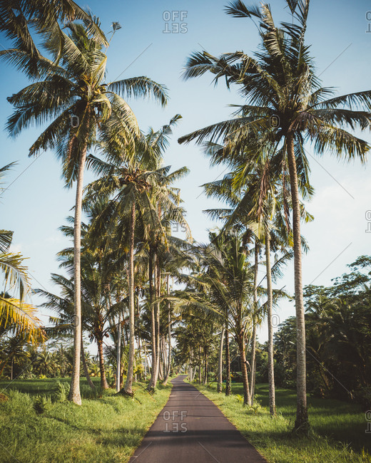 roadway in green tropical terrain with tall palms, Bali