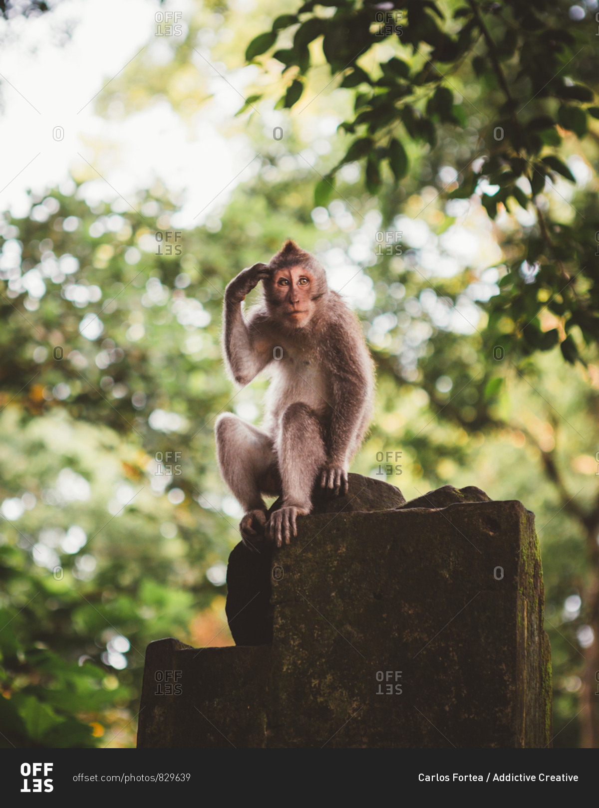 Hairy little macaque siting on stone fence in lush green tropical forest of Bali