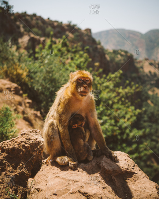Furry macaque with small baby feeding on rock in tropical mountains of Morocco