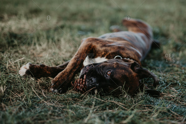 Adorable strong brown boxer dog playing and laying in green lawn with cone