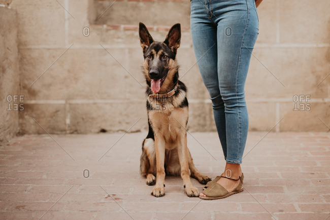 Cute german shepherd standing on cobblestone pavement with crop owner standing near
