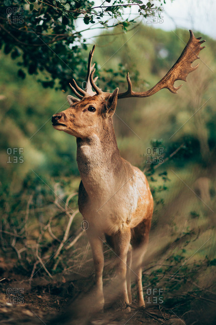 Wapiti Stock Photos Offset