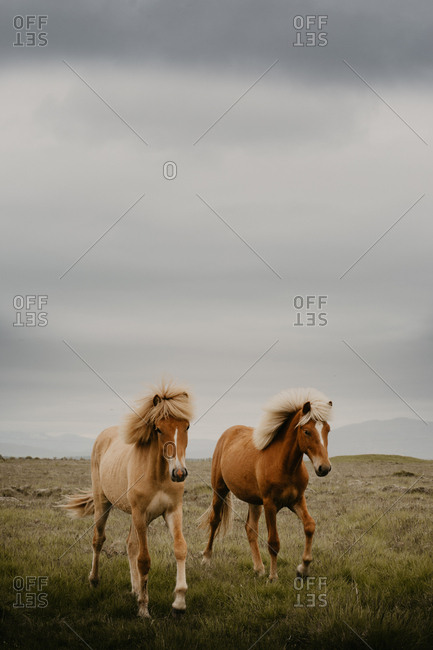 Two beautiful horses trotting in wonderful meadow on autumn day