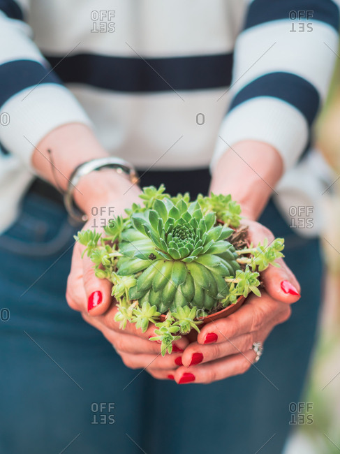 Crop hands of woman with red manicure holding green plant in flowerpot