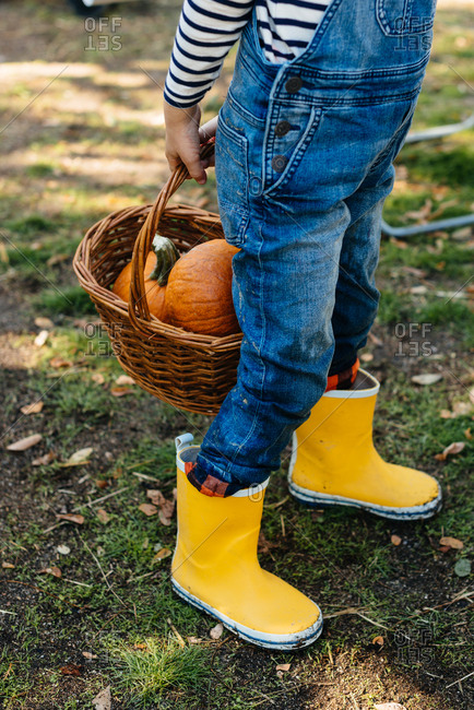 Child in denim overalls collecting pumpkins in yard