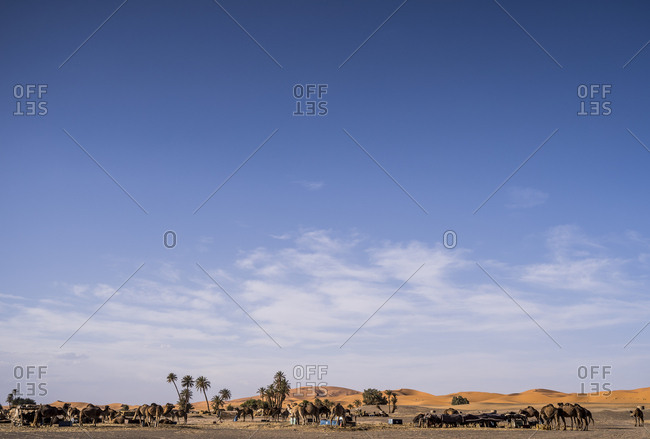 Camel camp at desert, resting in a hot day in summer close to palm trees