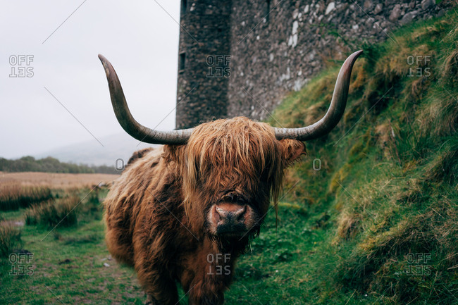 Huge ginger yak feeding on green lawn against aged stone building, Scotland