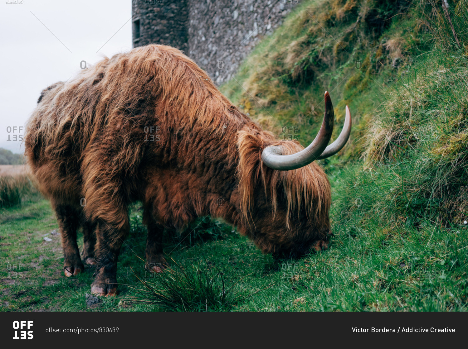 Huge ginger yak feeding on green lawn against aged stone building, Scotland