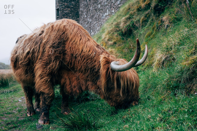 Huge ginger yak feeding on green lawn against aged stone building, Scotland