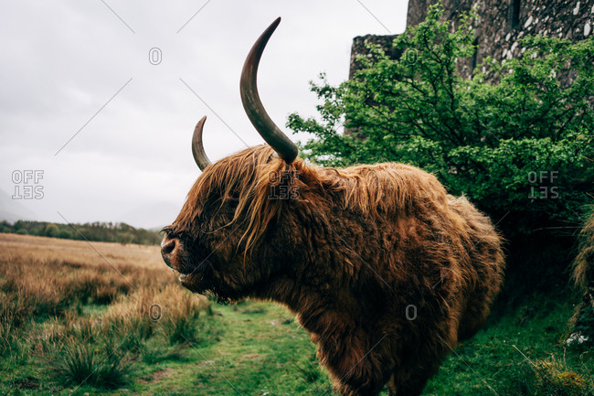 Huge ginger yak feeding on green lawn against aged stone building, Scotland