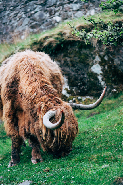 Huge ginger yak feeding on green lawn against aged stone building, Scotland