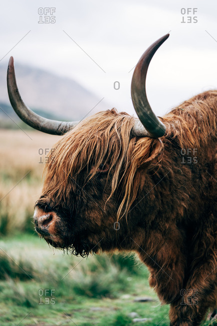 Huge ginger yak feeding on green lawn against aged stone building, Scotland