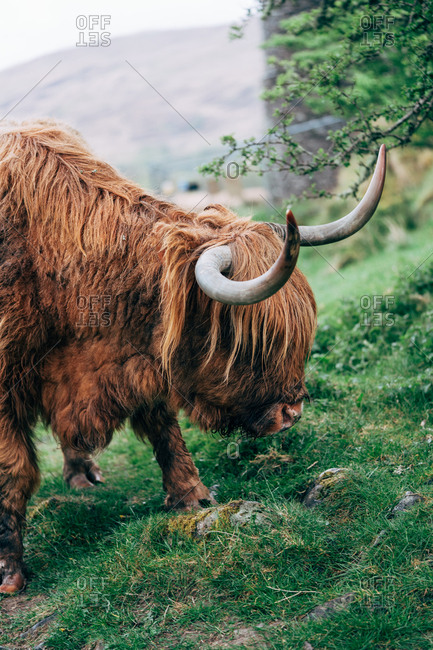 Huge ginger yak feeding on green lawn against aged stone building, Scotland