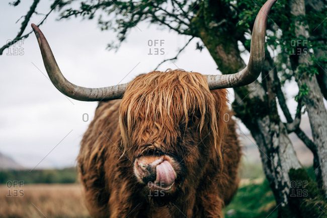 Huge ginger yak feeding on green lawn against aged stone building, Scotland