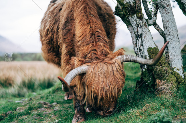 Huge ginger yak feeding on green lawn against aged stone building, Scotland