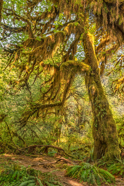 Hoh Rain Forest, Washington - Offset