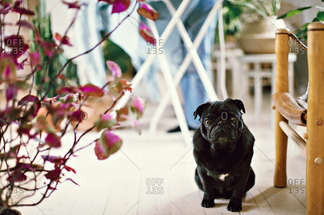 Portrait of black pug sitting by plant on hardwood floor at home