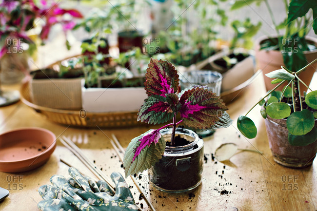 Plant in jar on table at home