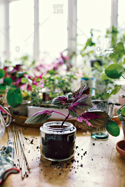 Plant in jar amidst dirt on table at home