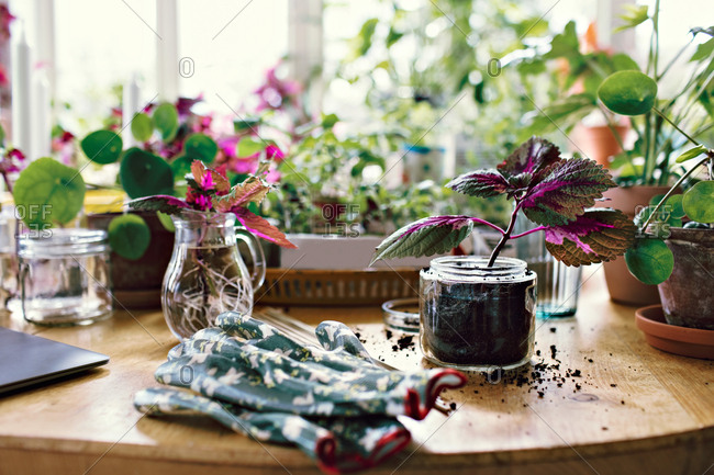 Gardening glove by plants in jars on table at home