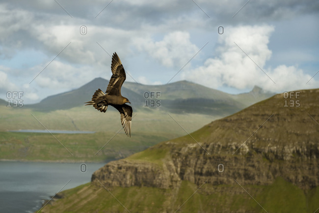 Bird of prey flying - Offset
