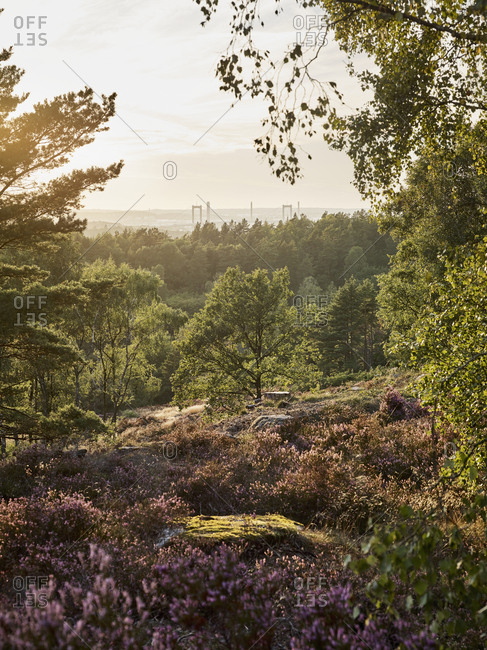 Forest and flowering heathers