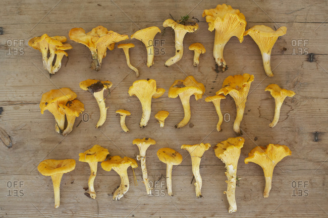 Chanterelles on wooden background