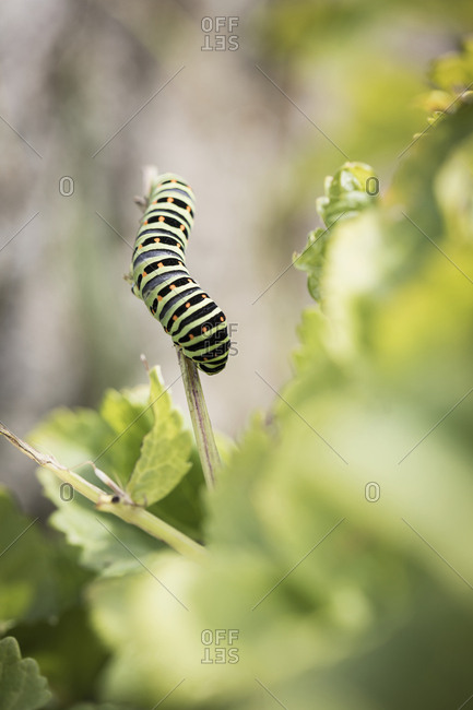 Caterpillar