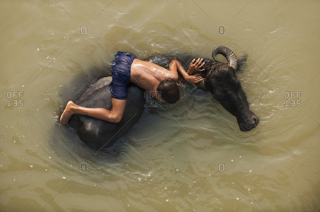 A Nepali boy plays in a river with the water buffaloes
