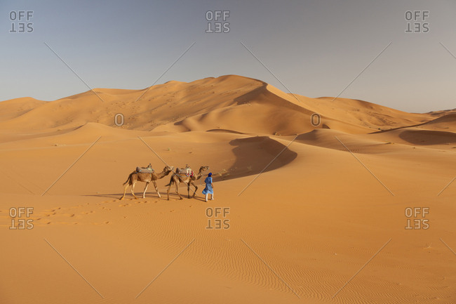 Camels in Sahara desert. Erg Chebbi, Merzouga Morocco