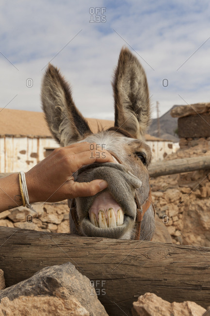 Funny picture of a woman's hand opening the mouth of a donkey showing its big yellow teeth looking like it's smiling
