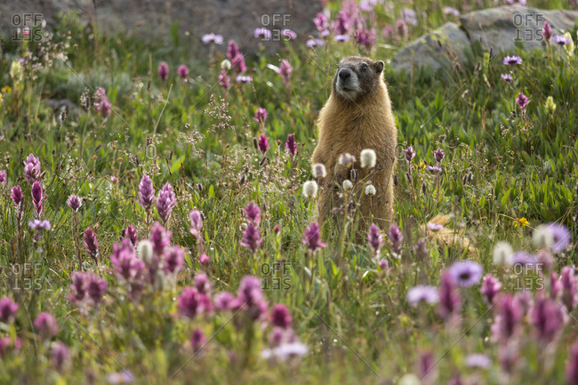 A Yellow-bellied Marmot (Marmota flaviventris) in a field of Colorado wildflowers.