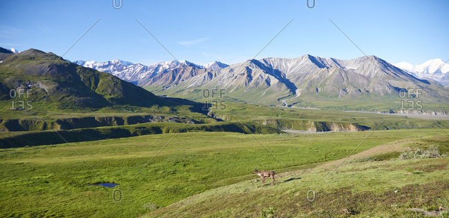 Caribou and the Alaska Range in Denali NP