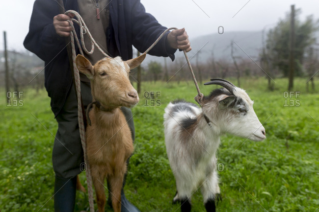 Goats are unleashed by a man in northern Portugal.
