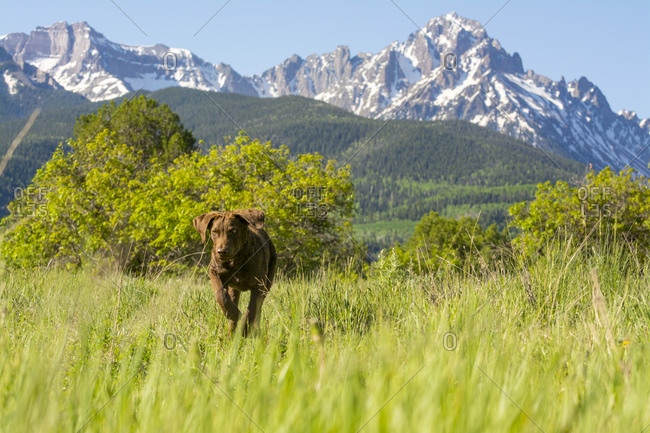 A dog running below Mount Sneffles, Ridgway, Colorado.