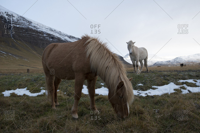 Icelandic horses graze in a field at the base of snow-covered mountains.