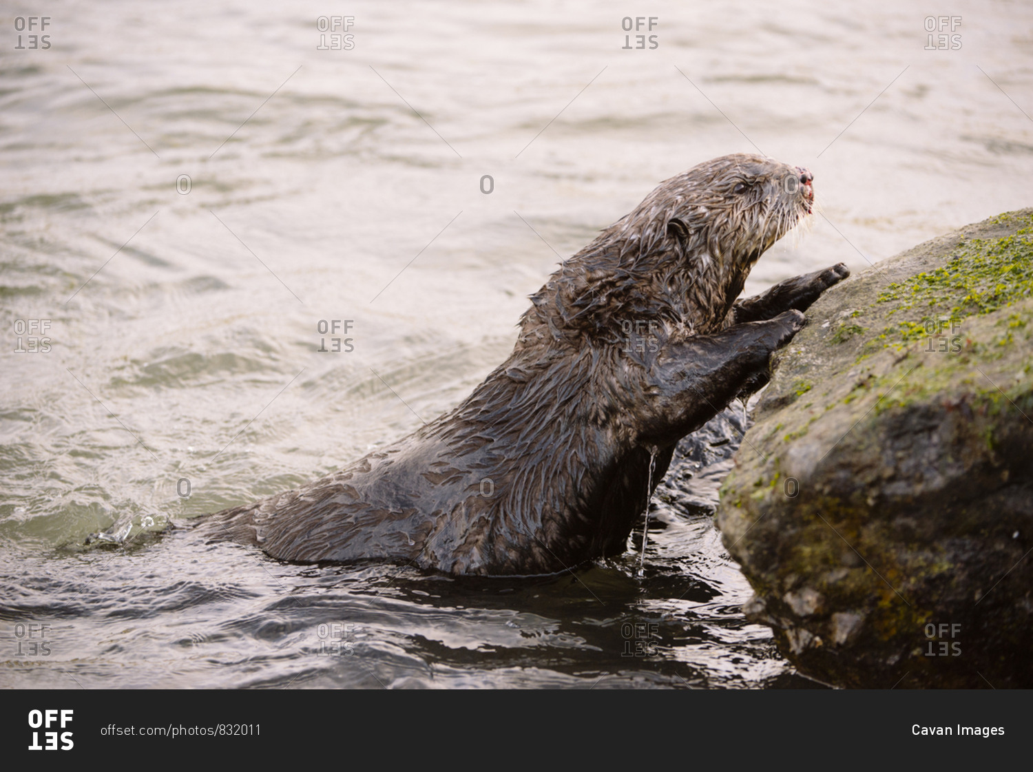 A sea otter climbs onto a rock from the water at Moss Landing.