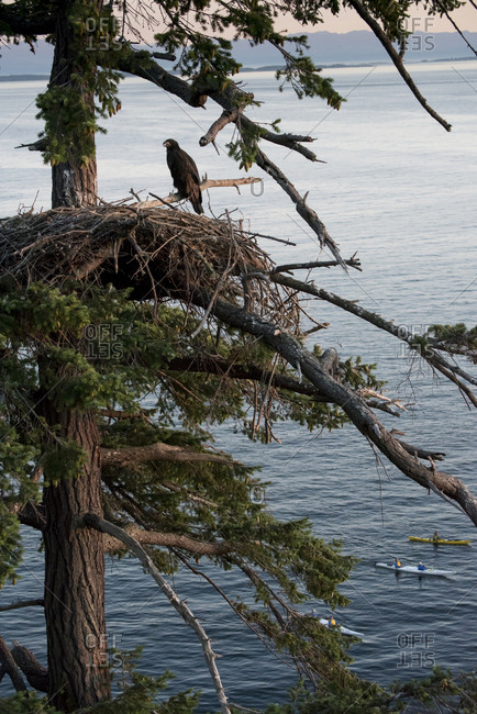 Sea kayakers paddle by as a juvenile bald eagle on its nest looks on.