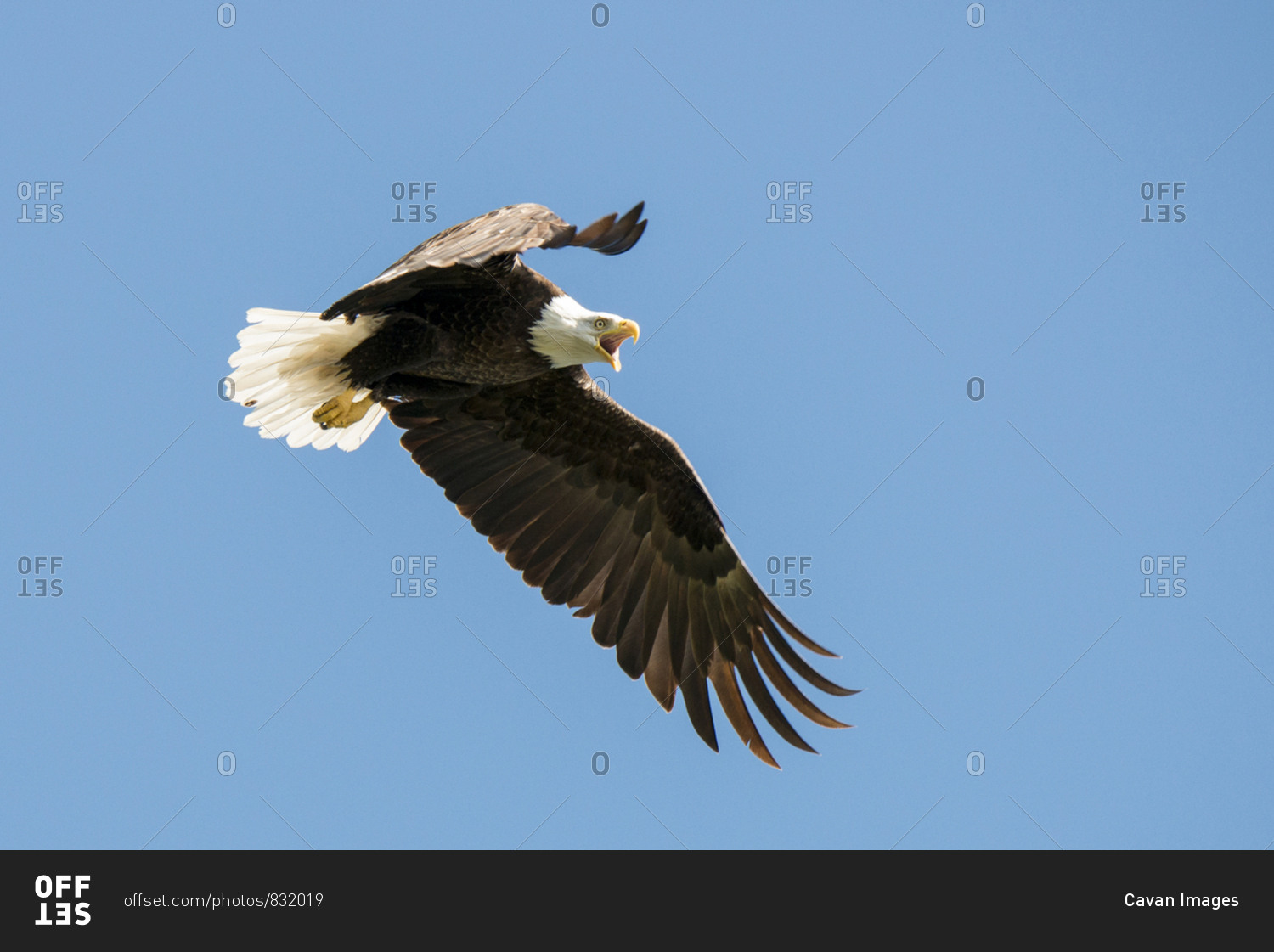 A bald eagle with its beak open flies with wings open.