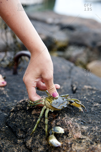 a child holds a crab he caught in a maine tidepool