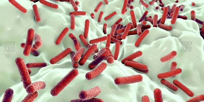 Faecalibacterium prausnitzii bacteria, illustration. This is one of the most abundant bacterial species found in the human gut. Its presence is thought to give protection against a number of gut disorders including inflammatory bowel disease, Crohn's disease and colon cancer.