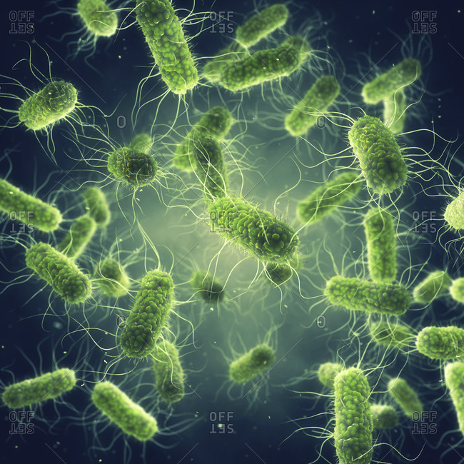 Salmonella bacteria, illustration. - Offset Collection