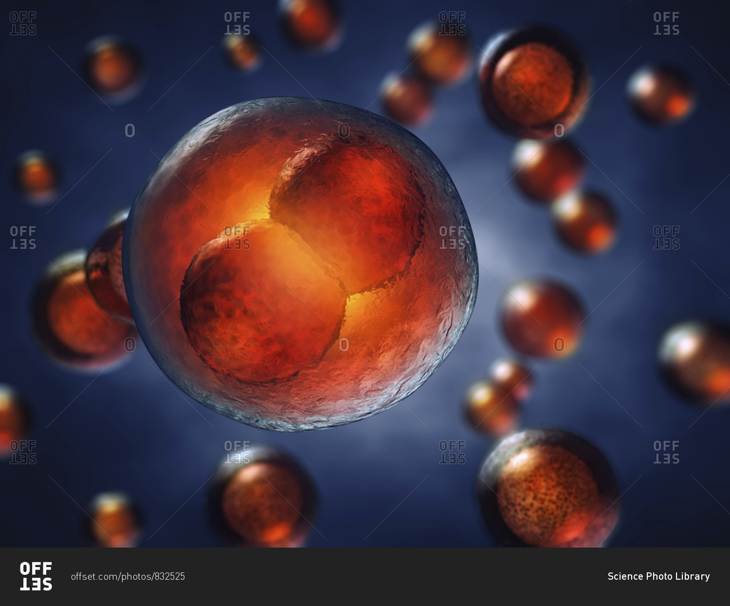 Two-cell embryo, illustration. Two-cell embryo. stock photo - OFFSET