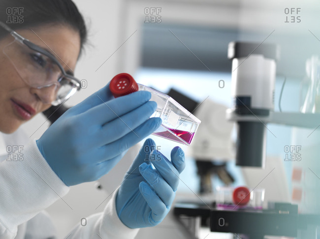 cell research- Female cell biologist examining a flask containing stem cells- cultivated in red growth medium in the laboratory