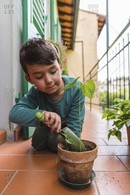 Portrait of little boy gardening on balcony