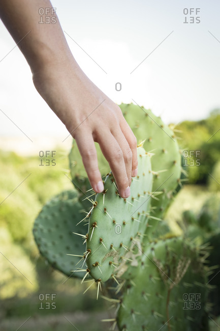 Girls hand touching a cactus- Tuscany- Italy