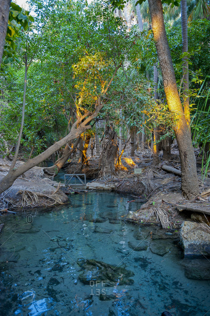 Mataranka thermal pool in the outback of the Northern Territory- Australia
