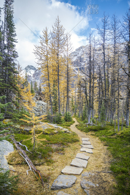 Part of Alpine Circuit trail in Yoho National Park